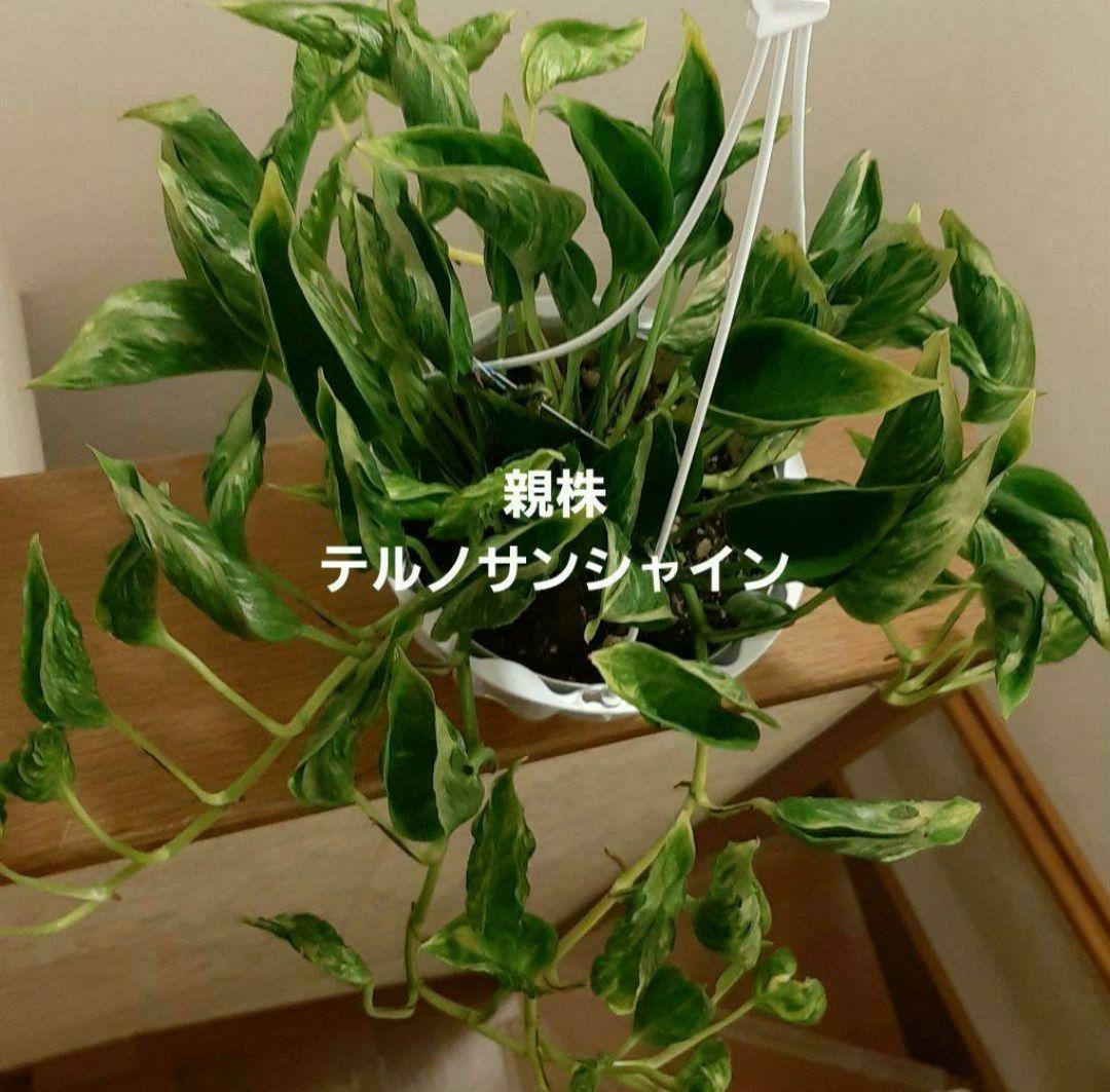 ゆきだるま　ポトスリクエスト