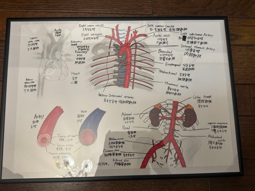 【真作原画/一点物】解剖学 手描き図譜 額装済(心臓・大血管・腹部臓器）