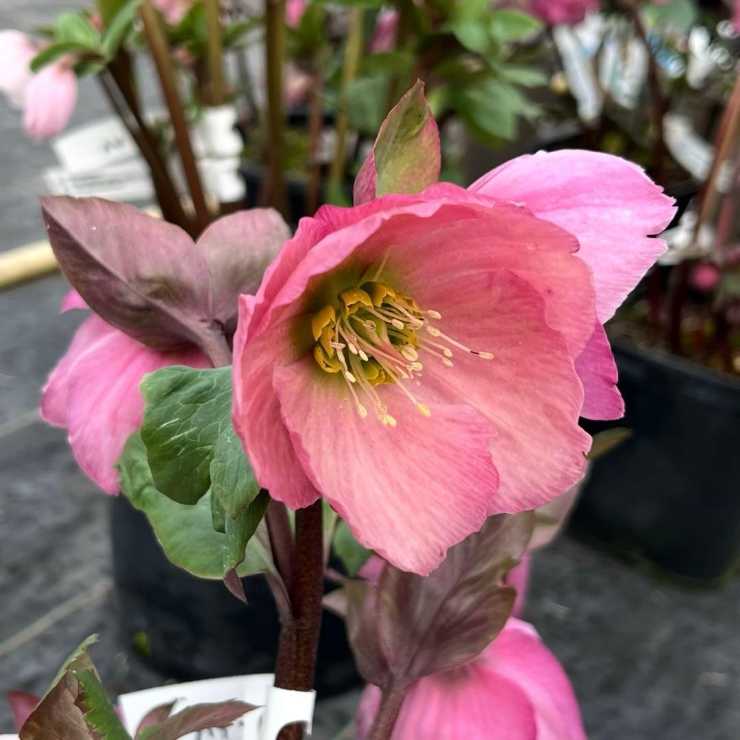 849☘️タグ付☘️超希少☘️⭐️ATLAS⭐️Pink Ice Hyb⭐️ASHWOOD⭐️