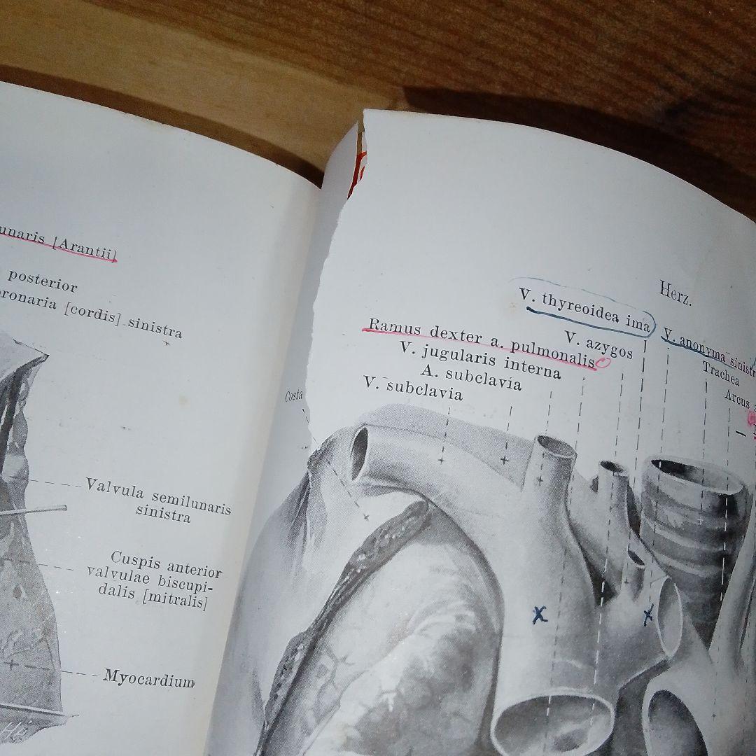 1920年 ドイツ語解剖学書 人体図譜 アンティーク医学書