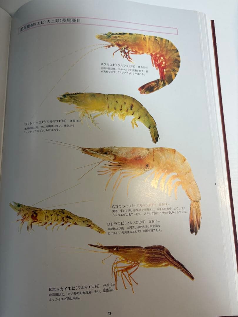 魚譜 日本料理成分付精選 大図鑑