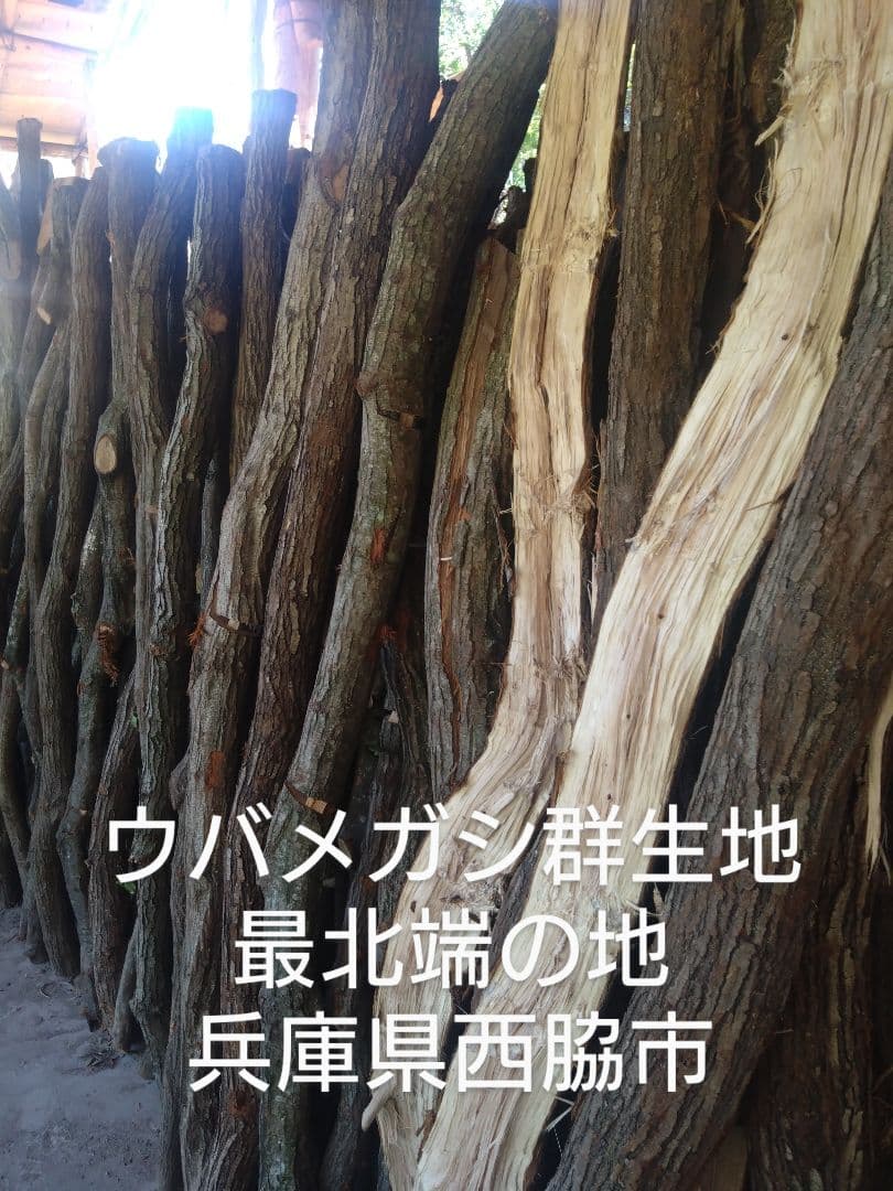 備長炭 丸物１５キロ