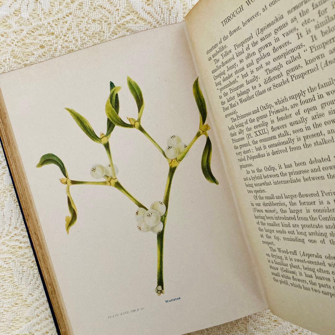 洋書　古書　アンティーク植物図鑑　淡く美しいイラスト♡　ボタニカルアート