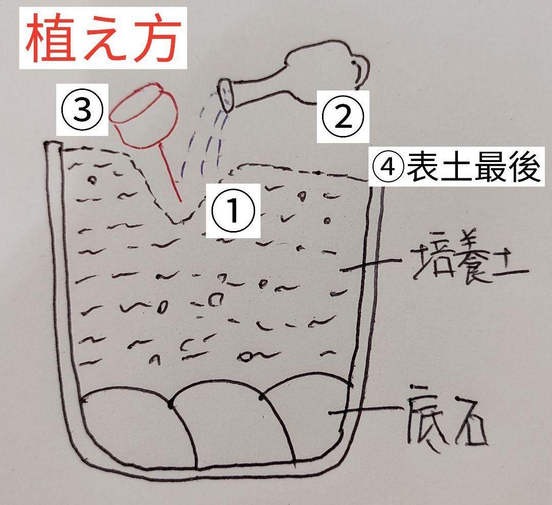 多肉植物リトープス/コノフィツム　高級品種入り　カラフルセット　土付き　S45