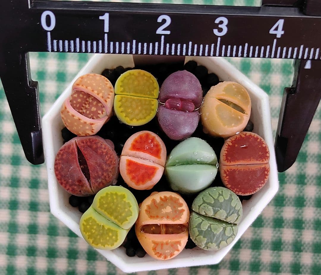 多肉植物リトープス/コノフィツム　高級品種入り　カラフルセット　土付き　S45