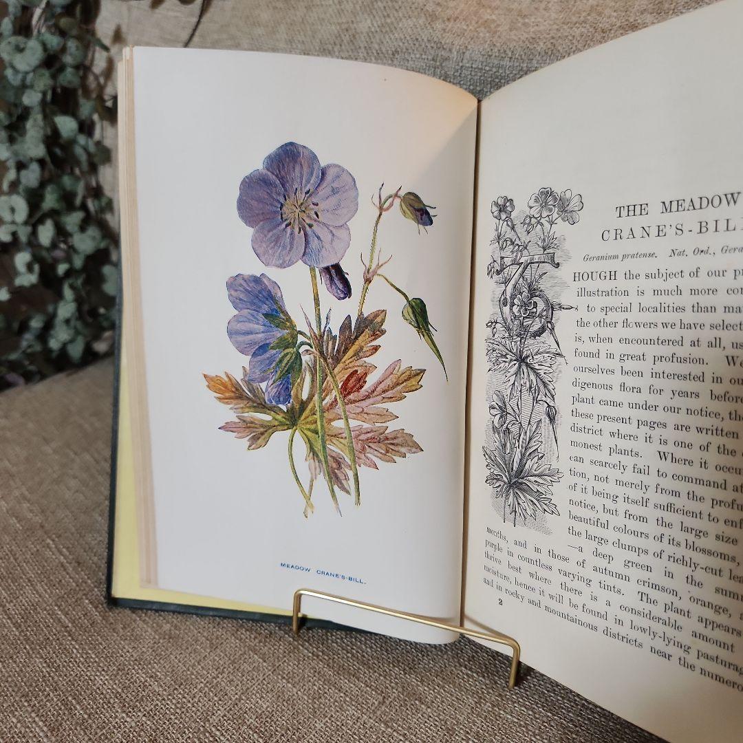 植物図鑑　洋書　古書　アンティーク　Familar Wild Flowers①