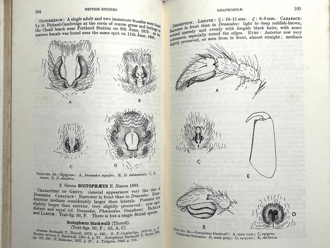 ⭕️新価格⭕️★BRITISH SPIDERS I・IIイギリスの蜘蛛図鑑