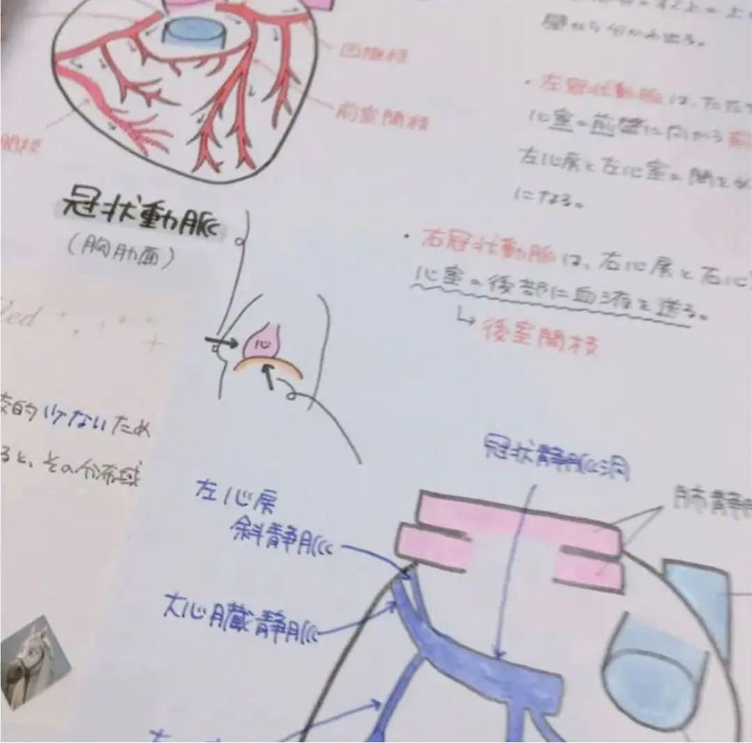 専用ページ　心臓　血液　まとめノート