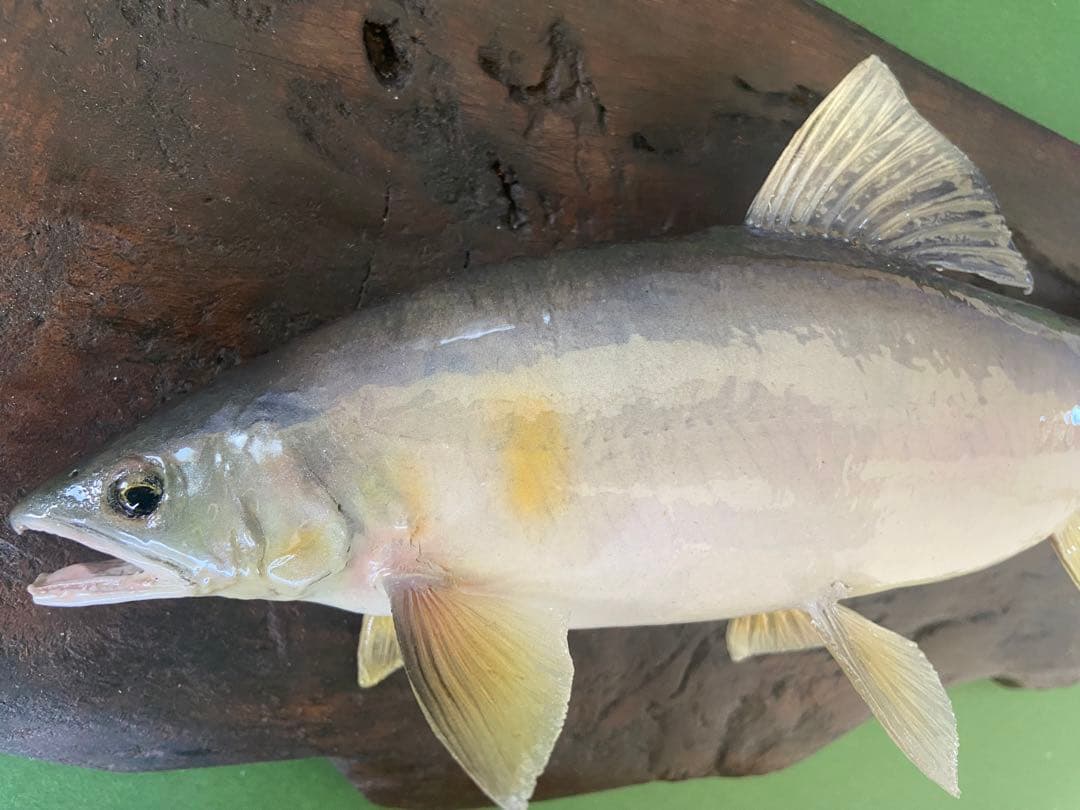 魚剥製(鮎)