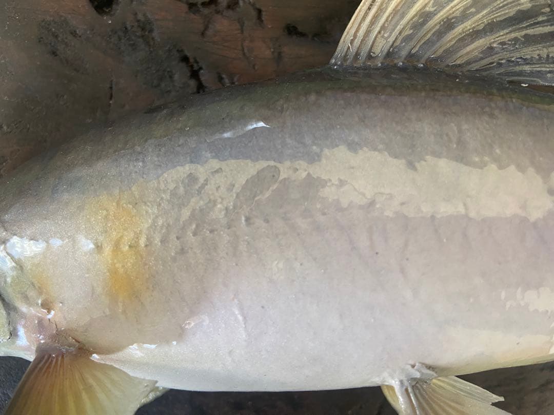 魚剥製(鮎)