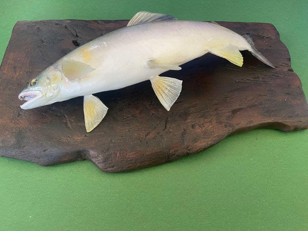 魚剥製(鮎)