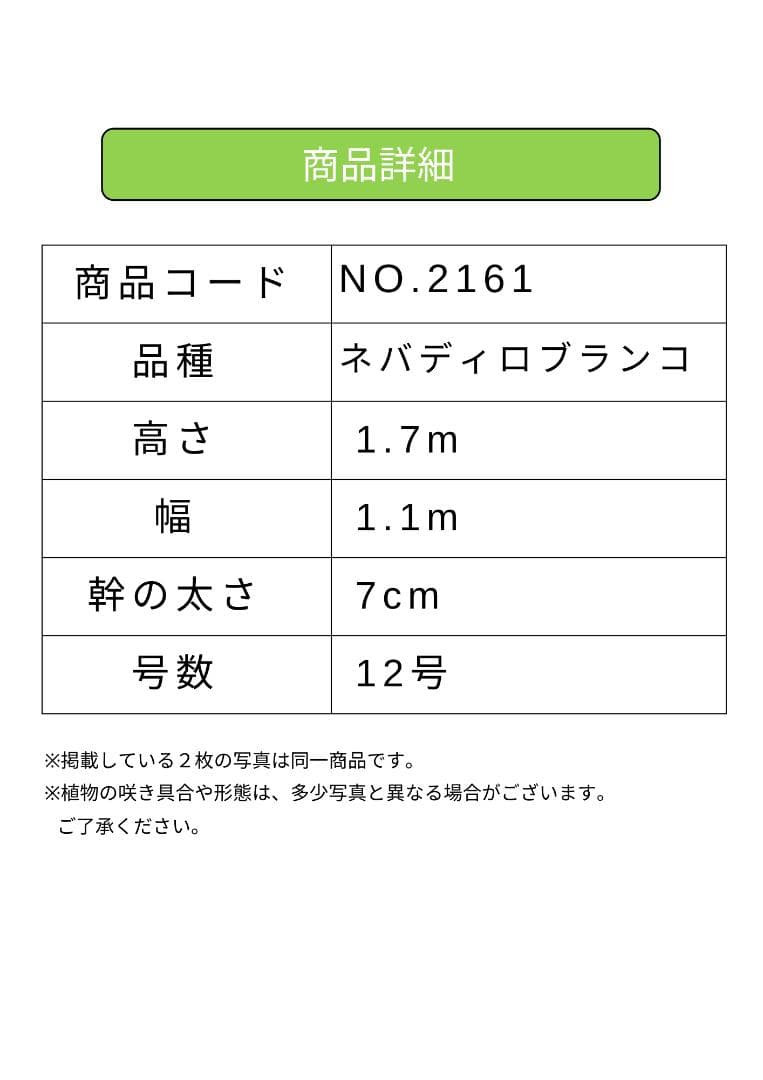 オリーブの木　ネバディロブランコ　大型　約170cm　NO.2161　人気　現品
