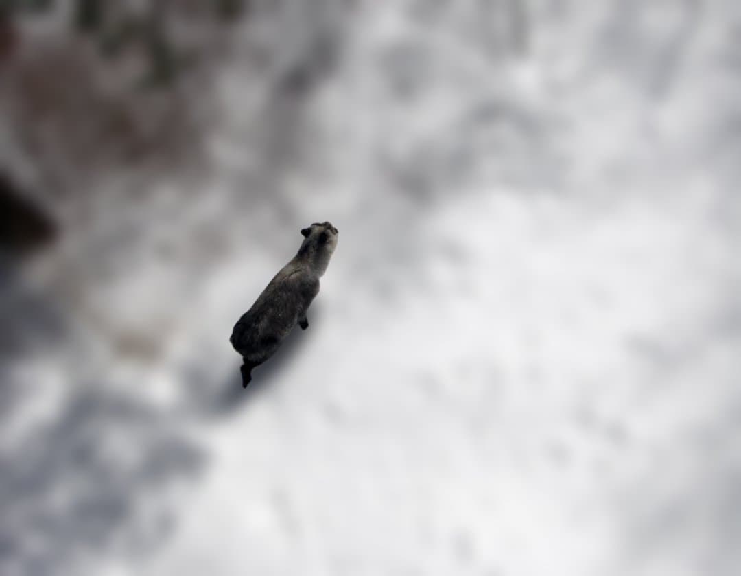 ✿レディーススキーウエアー（ジャケット＆パンツ/フェニックス＆エレッセ