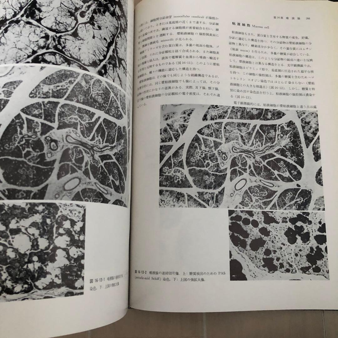 口腔組織学