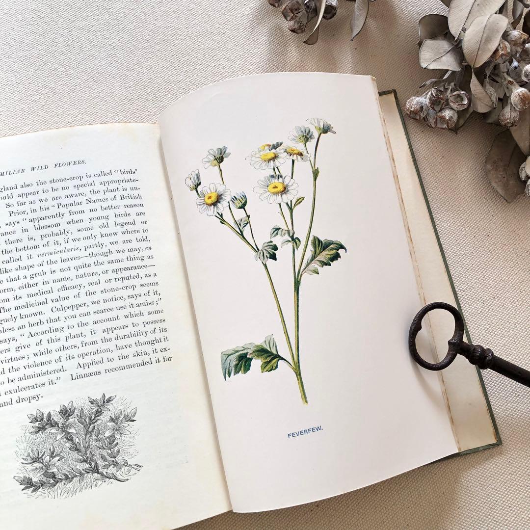 1910年 イギリスの希少な植物図鑑 FWF3 アンティーク
