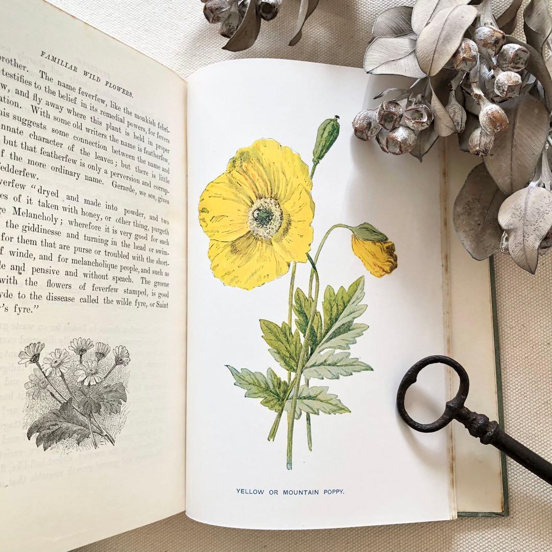 1910年 イギリスの希少な植物図鑑 FWF3 アンティーク