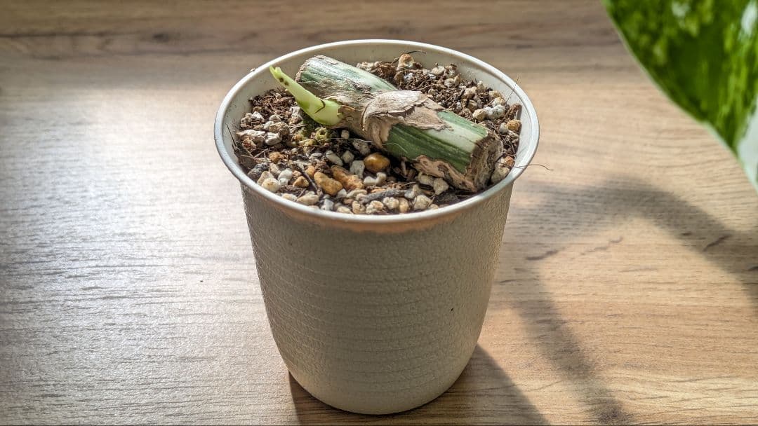 斑入りモンステラ ボルシギアナ ホワイトタイガー 茎挿し 茎伏せ 挿し木 茎のみ
