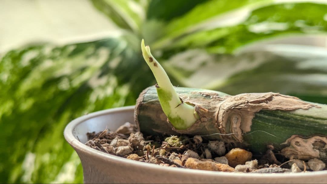 斑入りモンステラ ボルシギアナ ホワイトタイガー 茎挿し 茎伏せ 挿し木 茎のみ