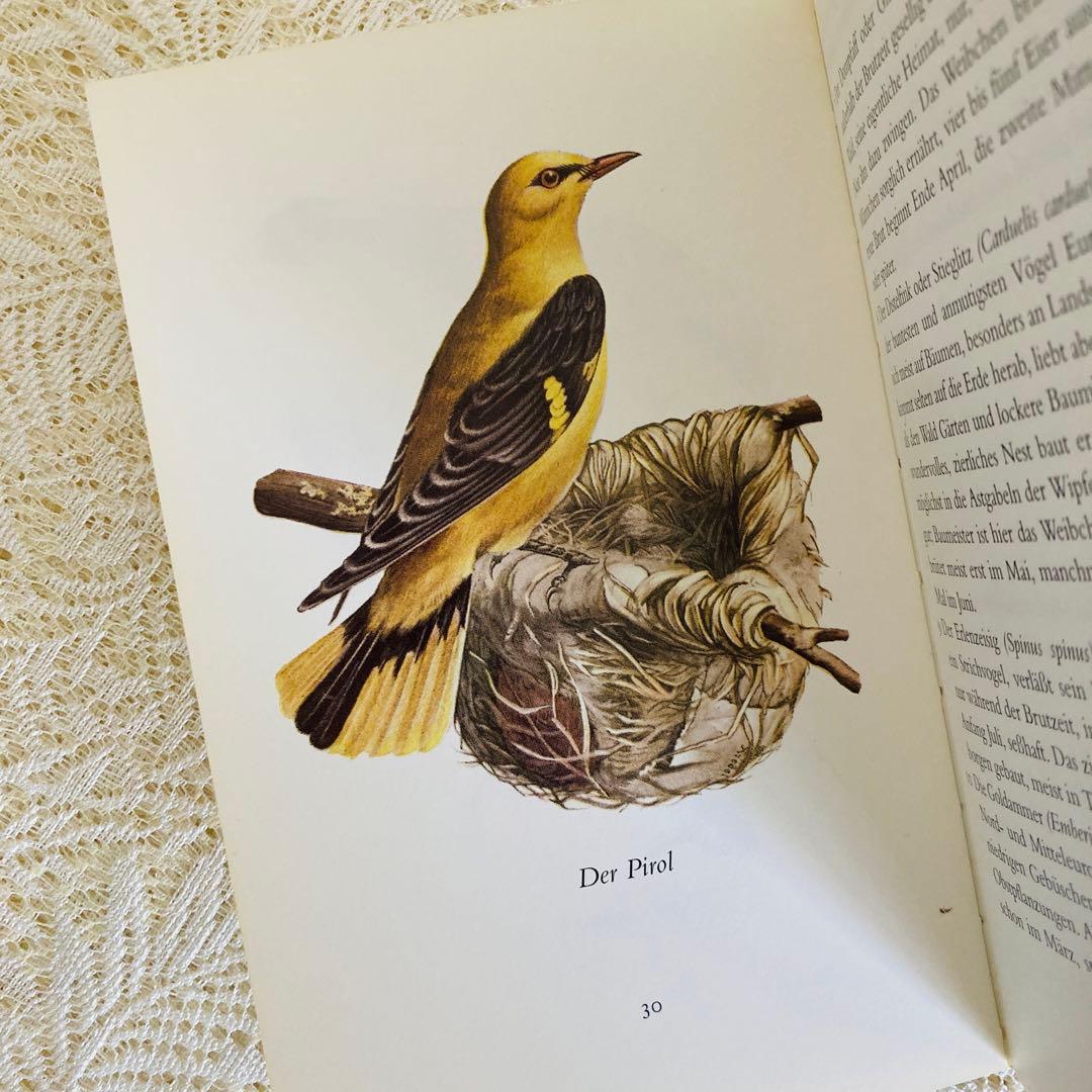 まとめ売り♪　インゼル文庫3点セット　鳥・蝶・木の図鑑　ドイツ古書