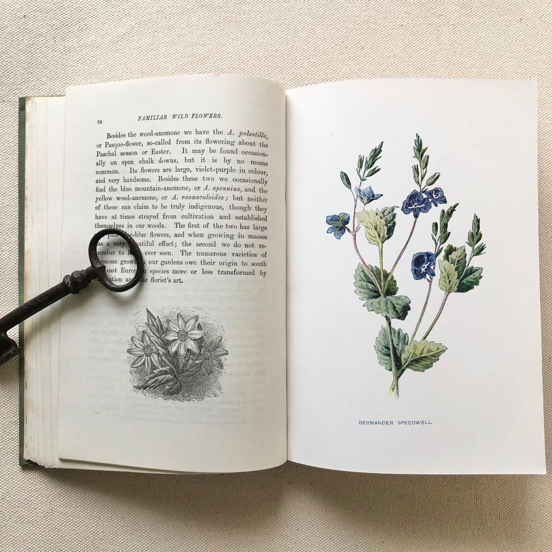 1910年 イギリスの希少な植物図鑑 FWF2 アンティーク