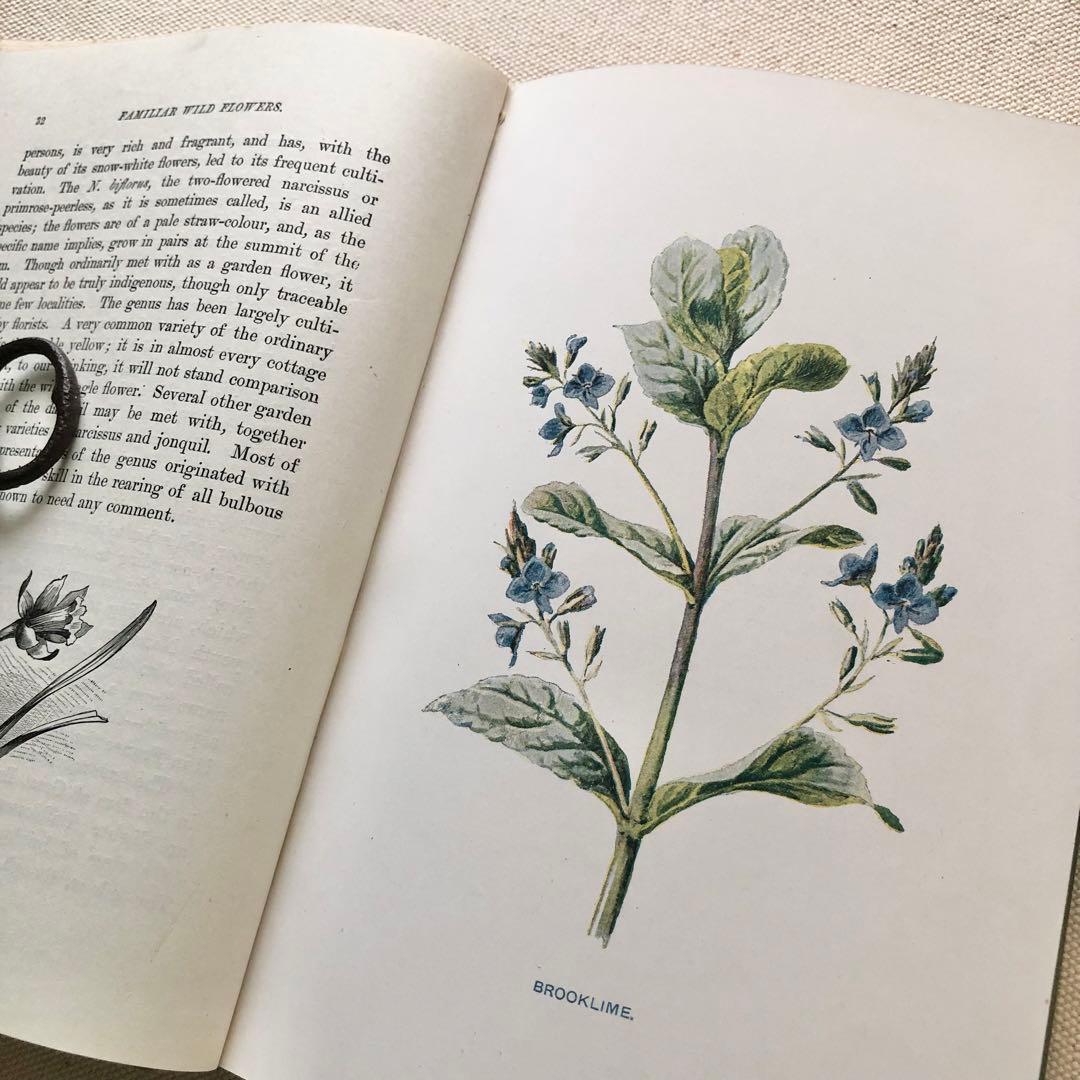 1910年 イギリスの希少な植物図鑑 FWF2 アンティーク