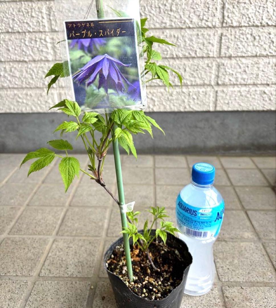 苗　アトラゲネ系　パープルスパイダー　生花　花苗　切り花　クレマチス苗